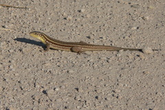 Lacerta diplochondrodes cariensis