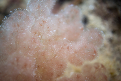 Herposiphonieae