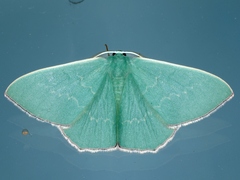 Prasinocyma semicrocea