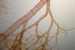 Herposiphonieae