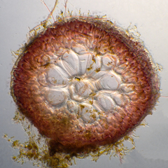 Herposiphonieae