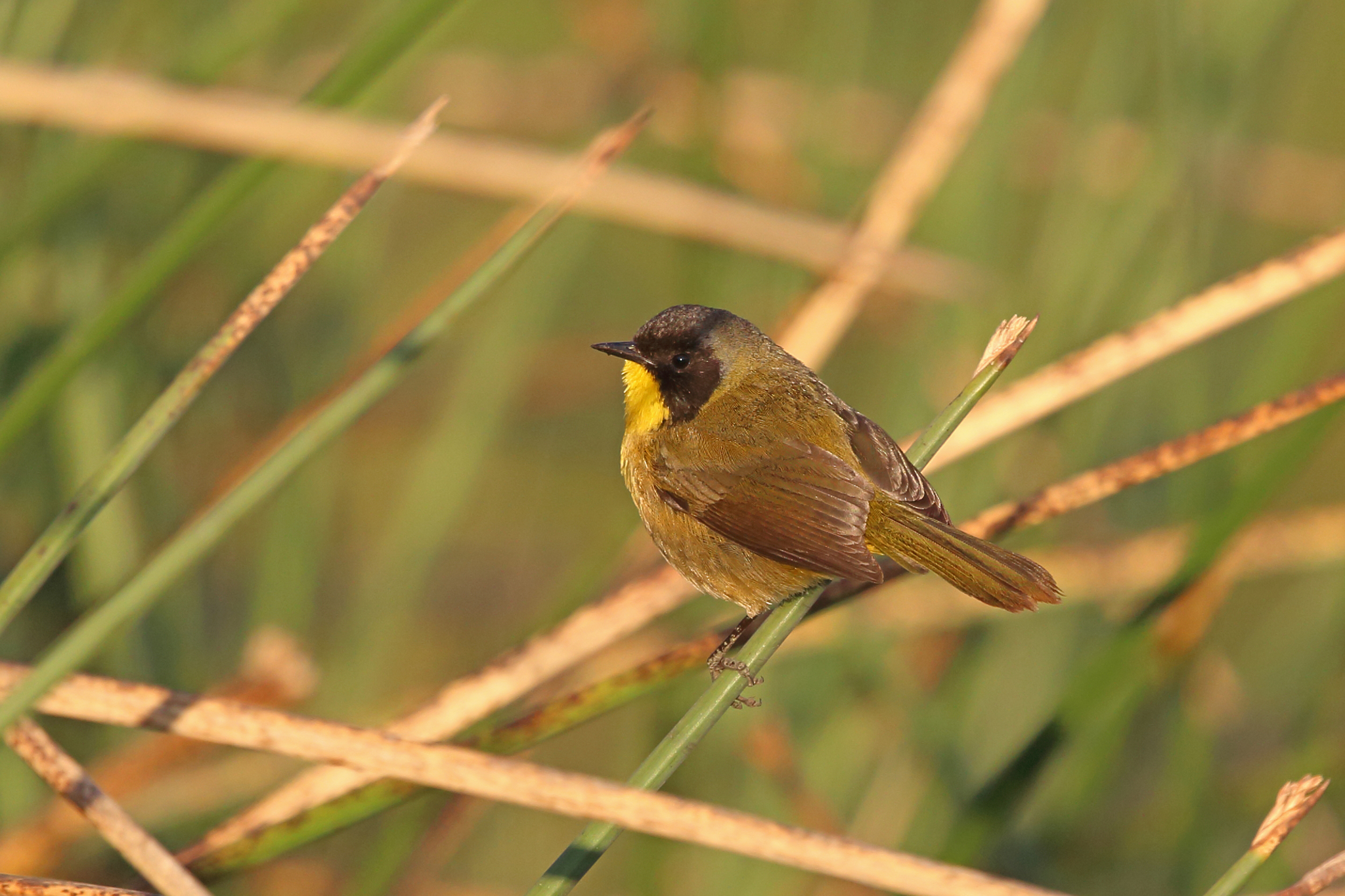 Black-polled Yellowthroat illustration