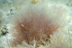 Melanothamnus infestans