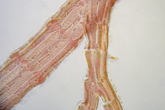 Herposiphonieae