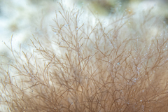 Melanothamnus infestans