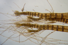 Melanothamnus infestans