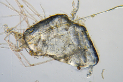 Melanothamnus infestans