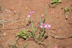 Allium drummondii
