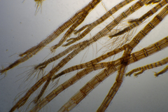 Melanothamnus infestans