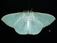 Prasinocyma semicrocea