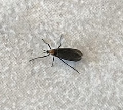 Plecia ruficollis
