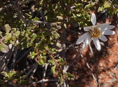 Olearia calcarea