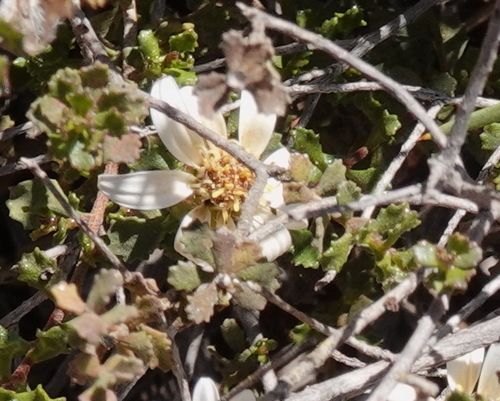 Image of Olearia calcarea by (c) Paul Coddington, some rights reserved (CC BY)