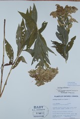 Solidago lepida lepida