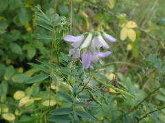 Galega officinalis
