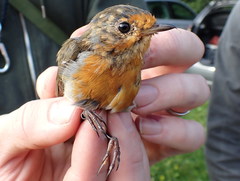 Erithacus rubecula