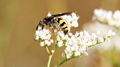 Xanthocampsomeris completa