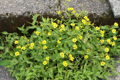 Senecio dalzellii