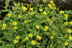 Senecio dalzellii