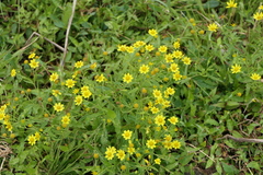 Senecio dalzellii