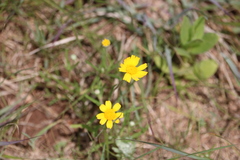 Tetraneuris linearifolia