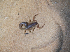 Parabuthus kalaharicus