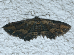 Eccymatoge fulvida