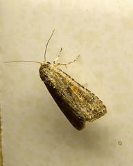 Spodoptera cilium