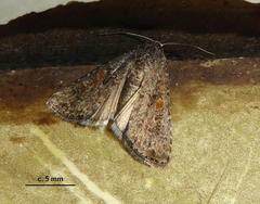 Spodoptera cilium