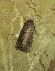 Spodoptera cilium