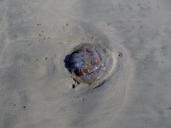 Eupilema inexpectata