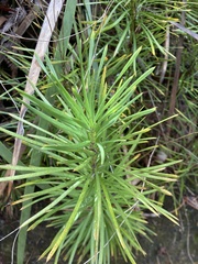 Podocarpus drouynianus
