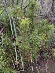 Podocarpus drouynianus