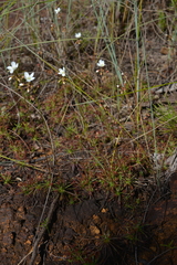 Drosera neocaledonica