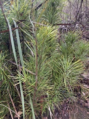 Podocarpus drouynianus