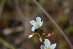 Drosera neocaledonica