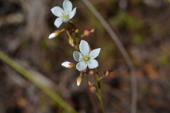 Drosera neocaledonica