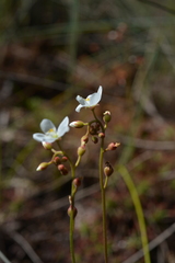 Drosera neocaledonica
