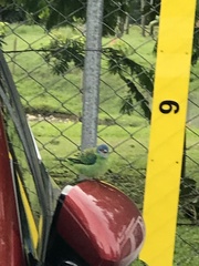 Dacnis cayana