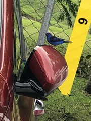 Dacnis cayana