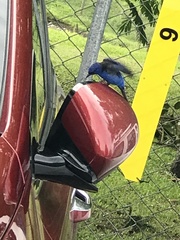 Dacnis cayana
