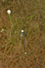Ischnura pamelae