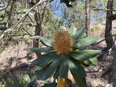 Banksia integrifolia compar