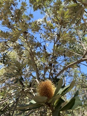 Banksia integrifolia compar