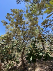 Banksia integrifolia compar
