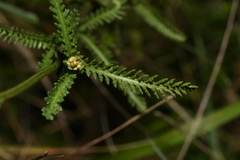 Achillea aspleniifolia