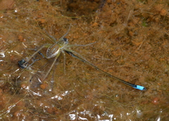 Ischnura pamelae