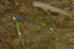 Ischnura pamelae