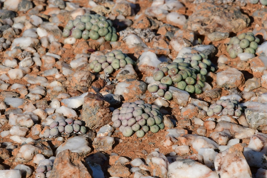 Mini Buttons