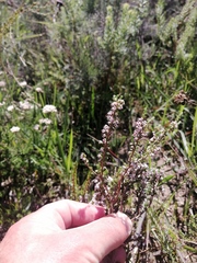Erica paniculata
